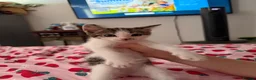 Mixed Breed cats for sale: Sphynx cross kittens  - Advert 3