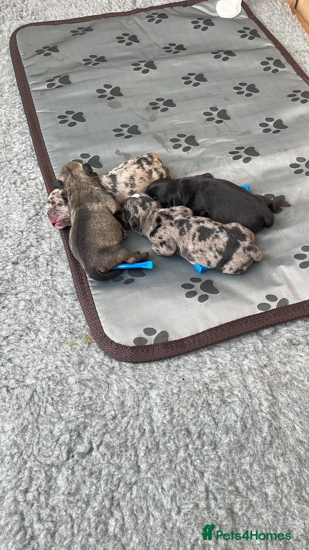 French Bulldog dogs for stud: blue Merle French bulldog stud  in Birmingham - Advert 5