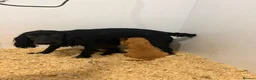 Cocker Spaniel dogs for sale: 2 cocker spaniels puppys available  - Advert 5