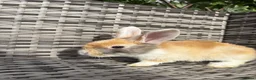 Mixed Breed rabbits for sale: Baby rabbits for sale  - Advert 3
