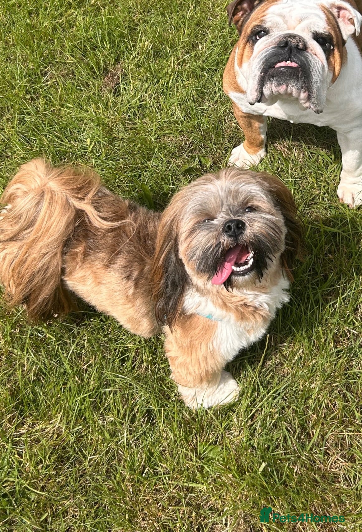 Lhasa Apso dogs Kc reg Lhasa apso for stud  - Advert 1