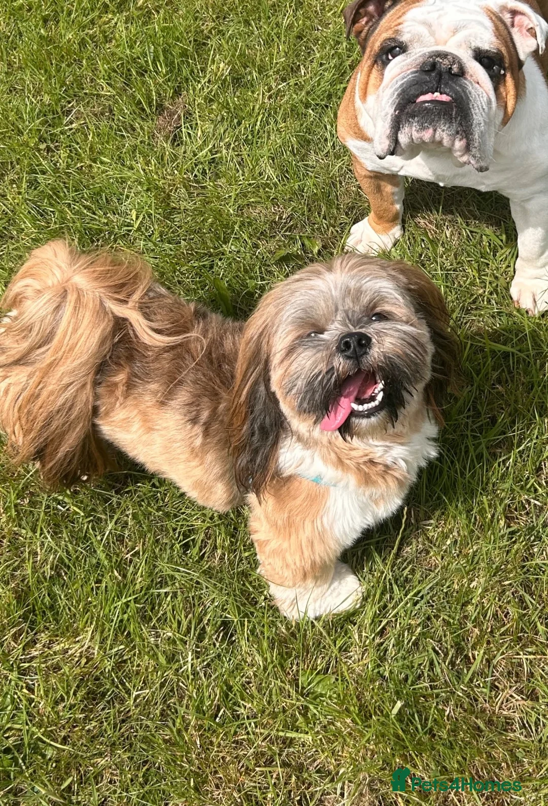 Lhasa Apso dogs for stud: Kc reg Lhasa apso for stud  in York - Advert 1