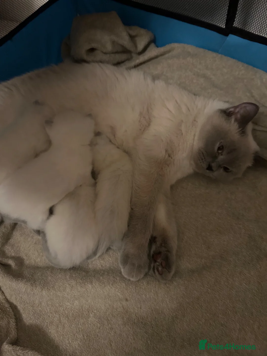 British Shorthair cats for sale: British shorthair Colorpoint kittens - Advert 2