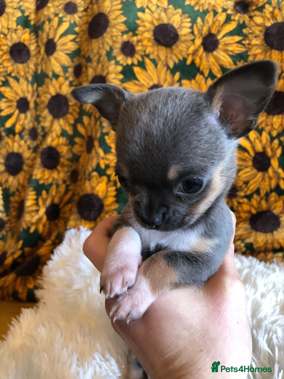 Chihuahua dogs for sale: Long haired and short haired chihuahua puppies - Advert 8
