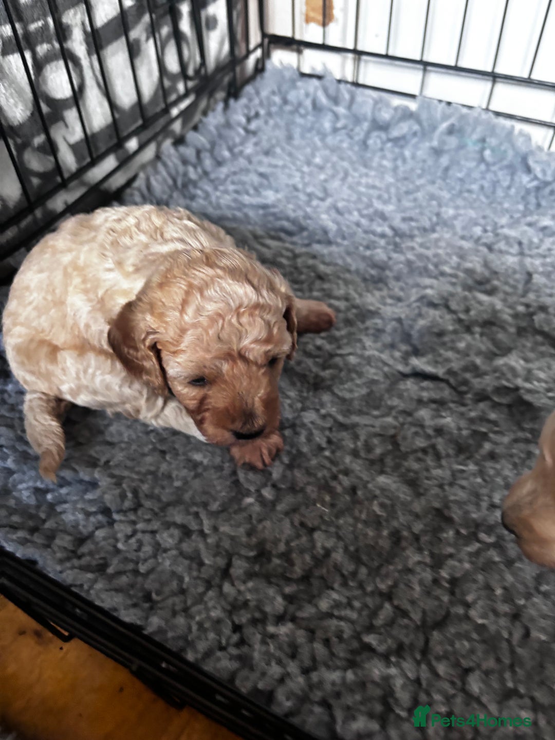 Cavapoo dogs for sale: Gorgeous little Caverpoo babies - Image 11