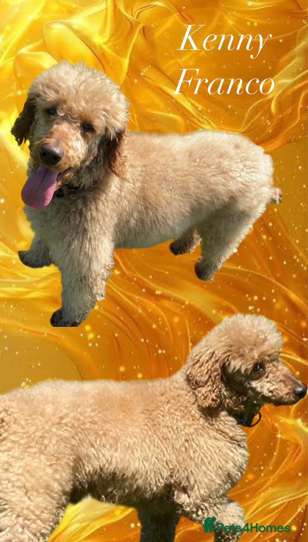 Cockapoo dogs for sale: F1B cockapoos (Merls & Solid Black) - Advert 11