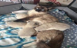 Ragdoll cats for sale: 2 gorgeous ragdoll kittens needing forever homes - Image 8