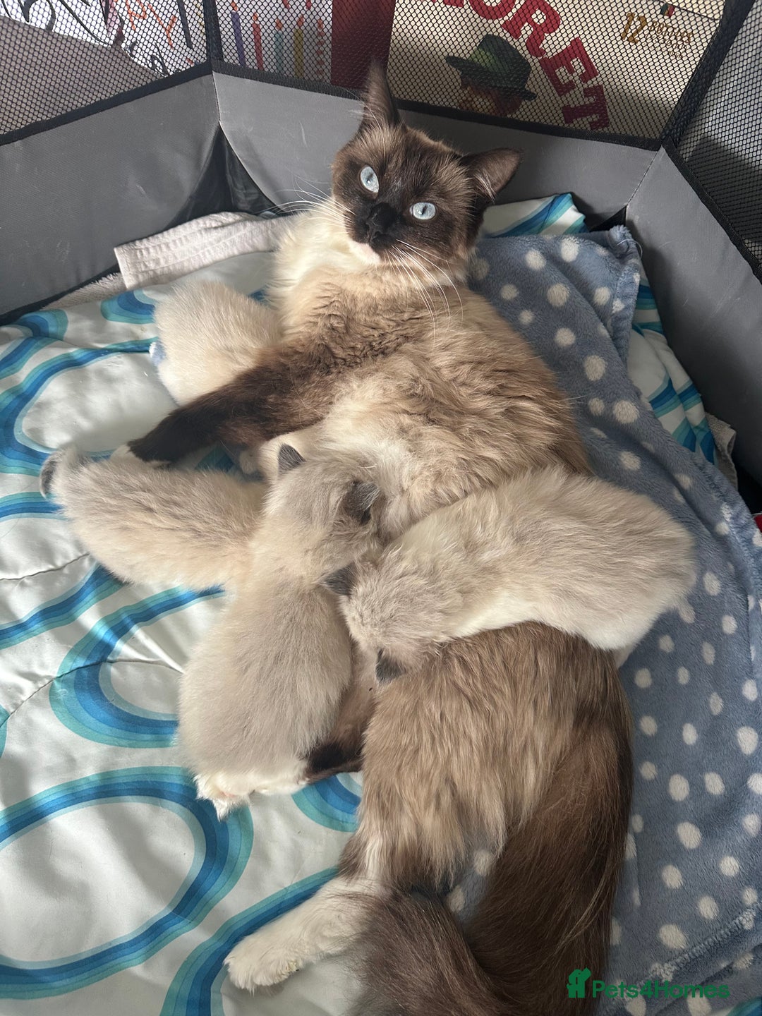 Ragdoll cats for sale: 2 gorgeous ragdoll kittens needing forever homes - Image 8