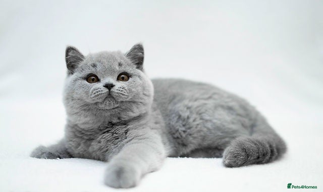 British Shorthair cats British Shorthair Kittens - Advert 9