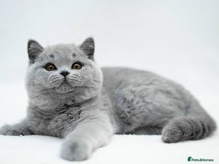 British Shorthair cats British Shorthair Kittens - Advert 6