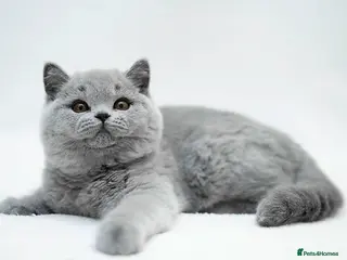 British Shorthair cats British Shorthair Kittens - Advert 19