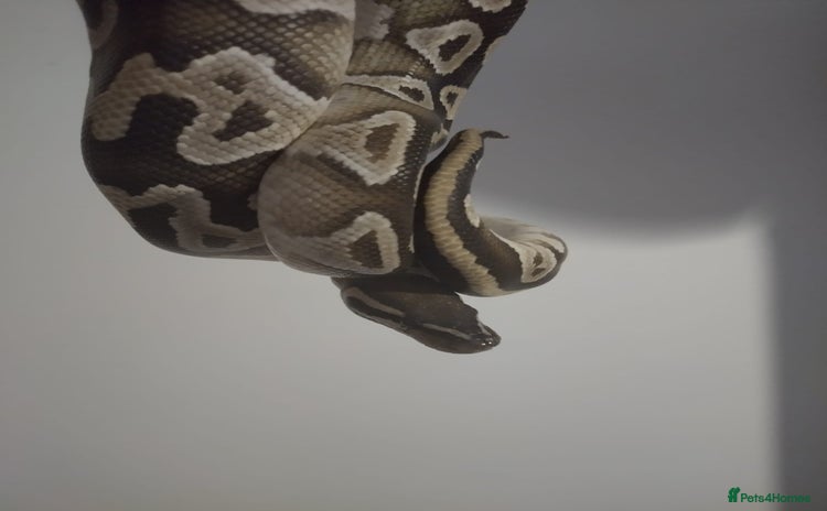 Python Snake reptiles - Advert 1