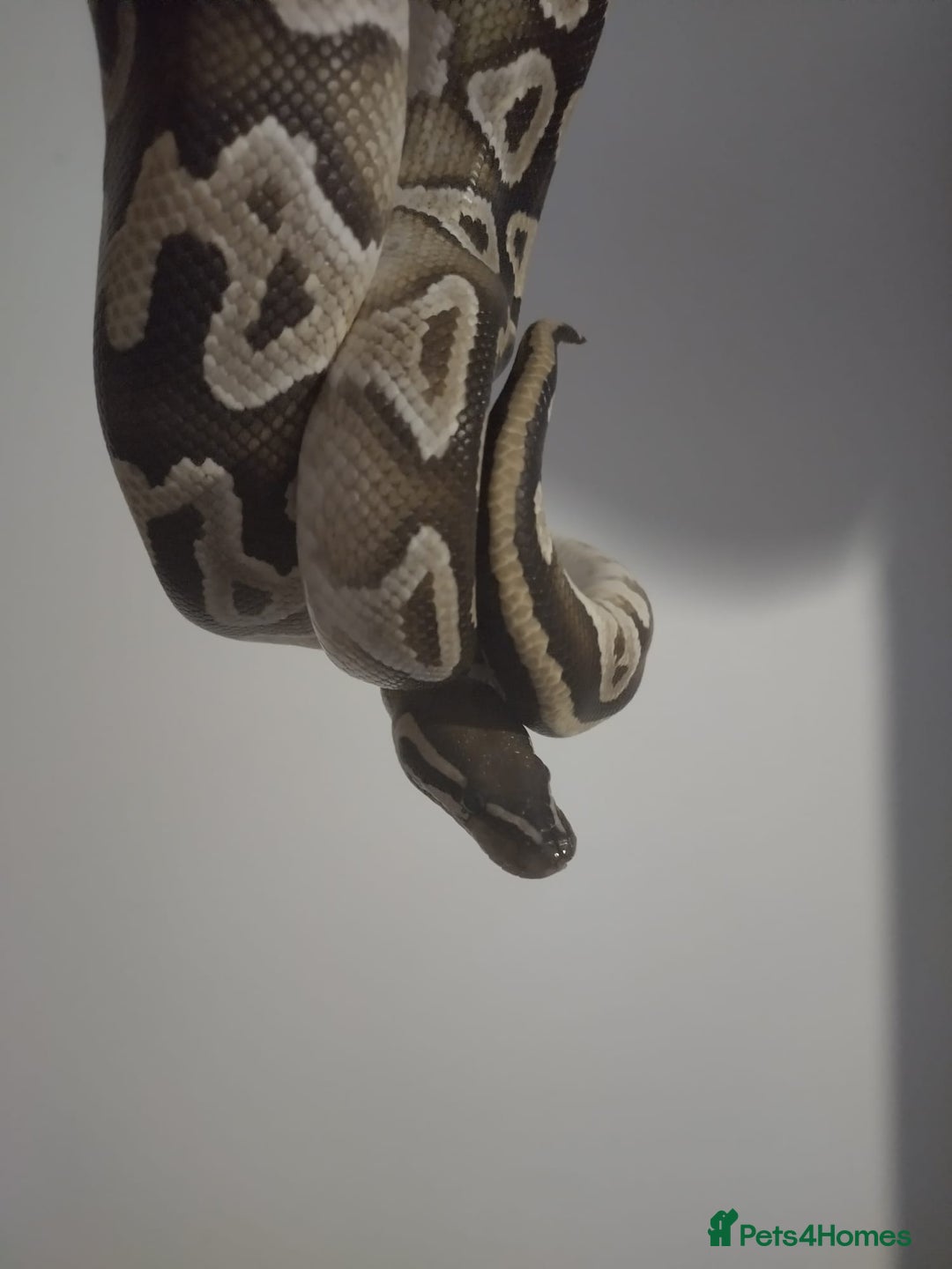 Python Snake reptiles for sale: Royal python  - Image 1