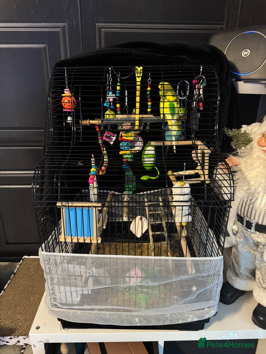 Budgerigars birds for sale: Buggies  - Advert 1