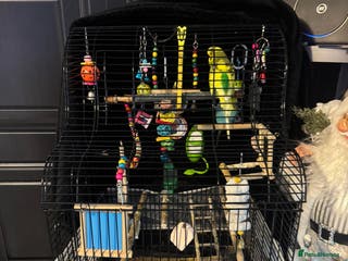 Budgerigars birds Budgies - Advert 21