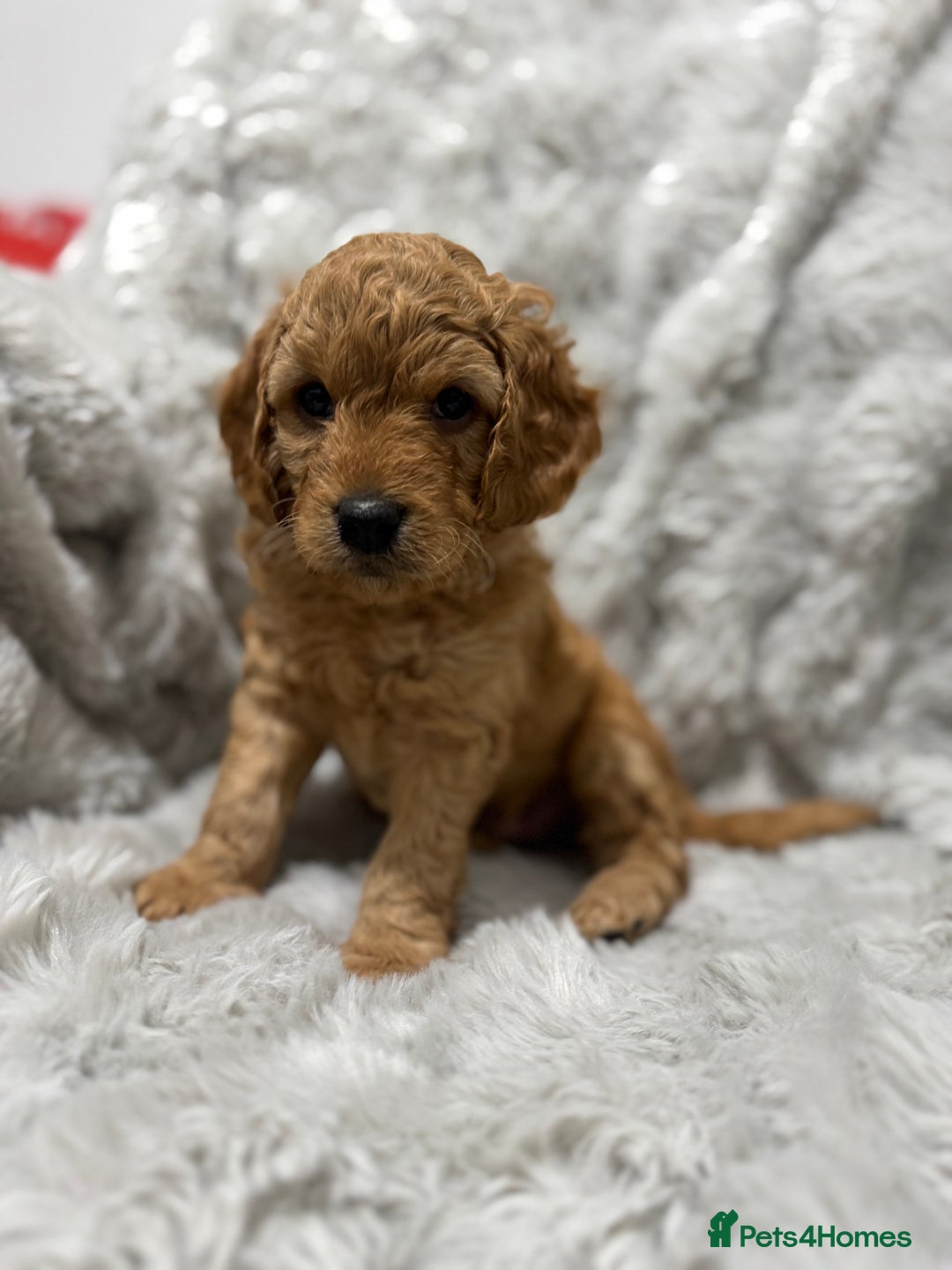 Cockapoo dogs for sale: F2 cockapoo puppies  - Advert 8