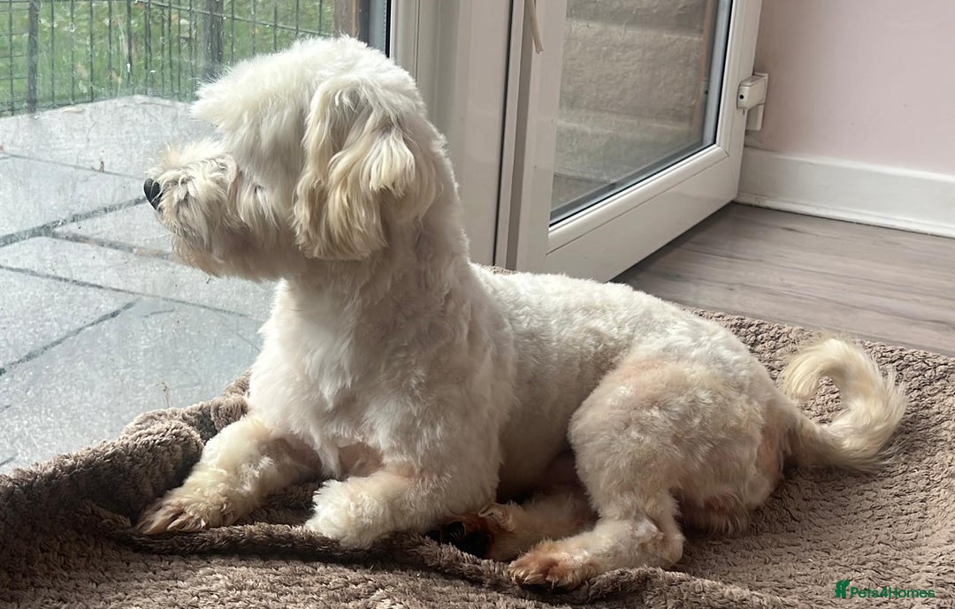 Maltipoo dogs for sale: 3yr old Maltipoo male. Loving, friendly nature.  - Image 13