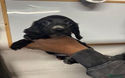 Sprocker dogs for sale: Sprocker Spaniel Pups- Ready To Go - Image 12