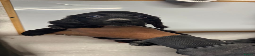 Sprocker Puppy 6- Black girl