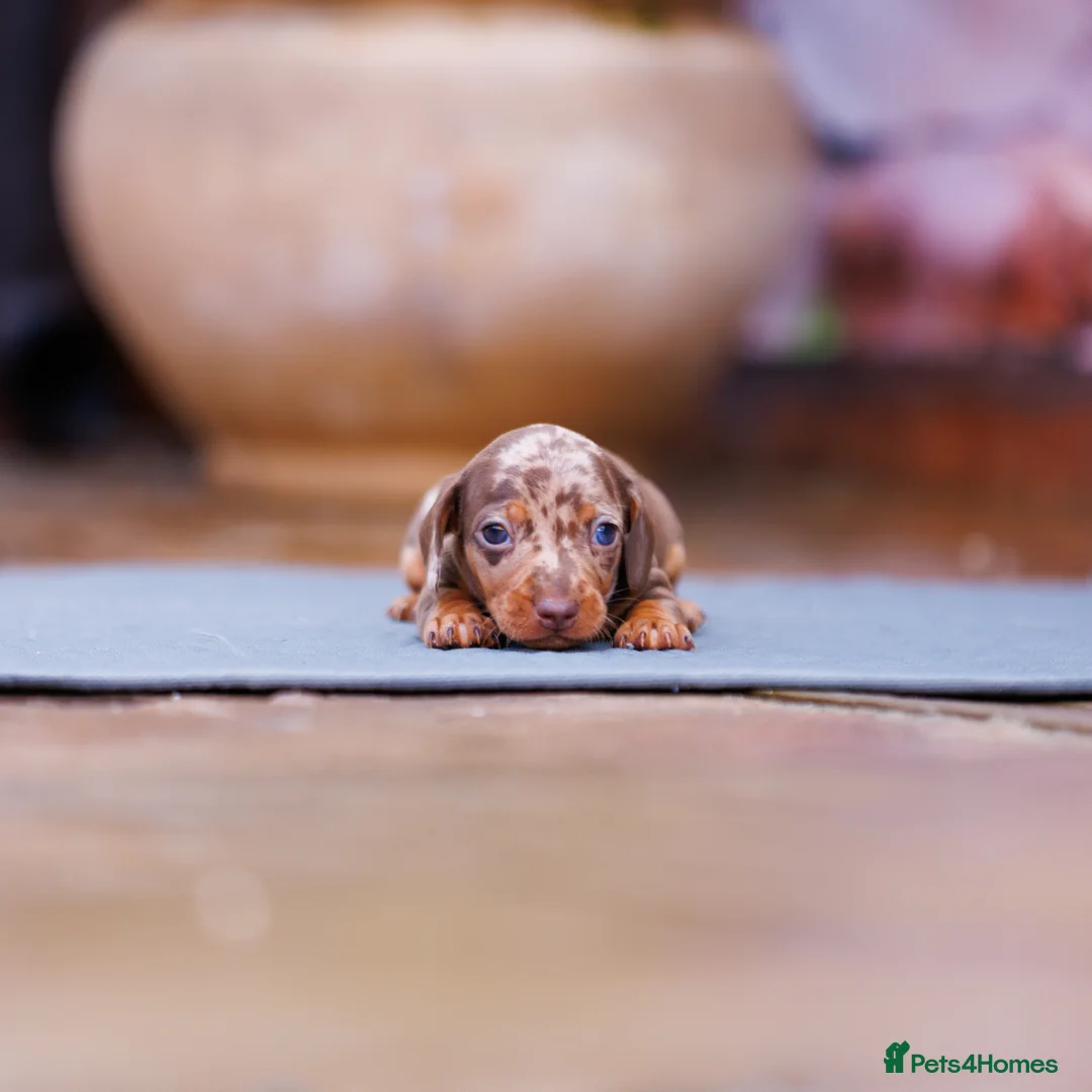 Miniature Dachshund dogs for sale: Top Tier Miniature Dachshunds for sale! - Advert 6