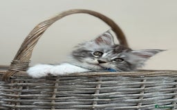Maine Coon cats for sale: 2 Beautiful pedigree TICA reg Maine Coon kittens - Image 5
