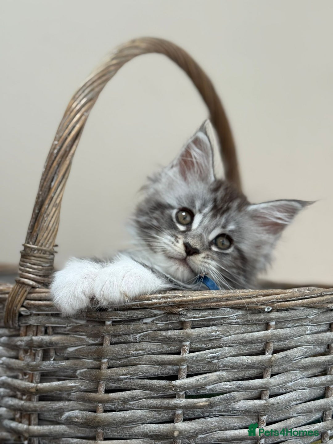 Maine Coon cats for sale: 2 Beautiful pedigree TICA reg Maine Coon kittens - Image 5