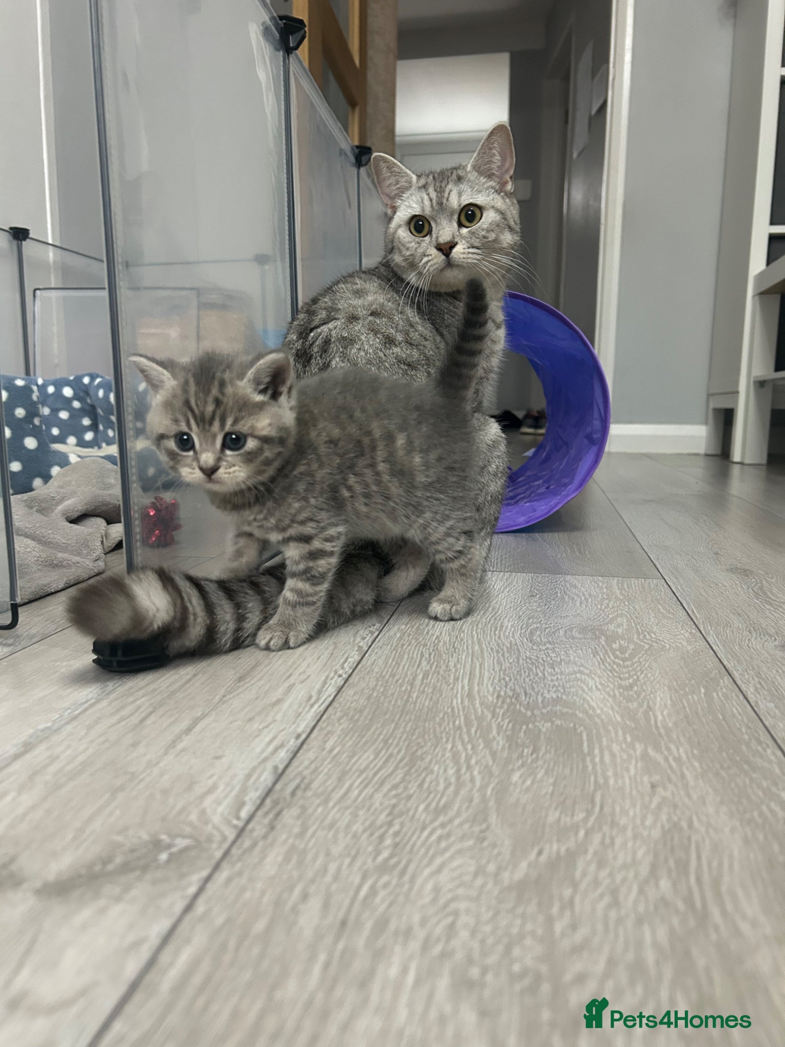 British Shorthair cats Kittens  - Advert 6