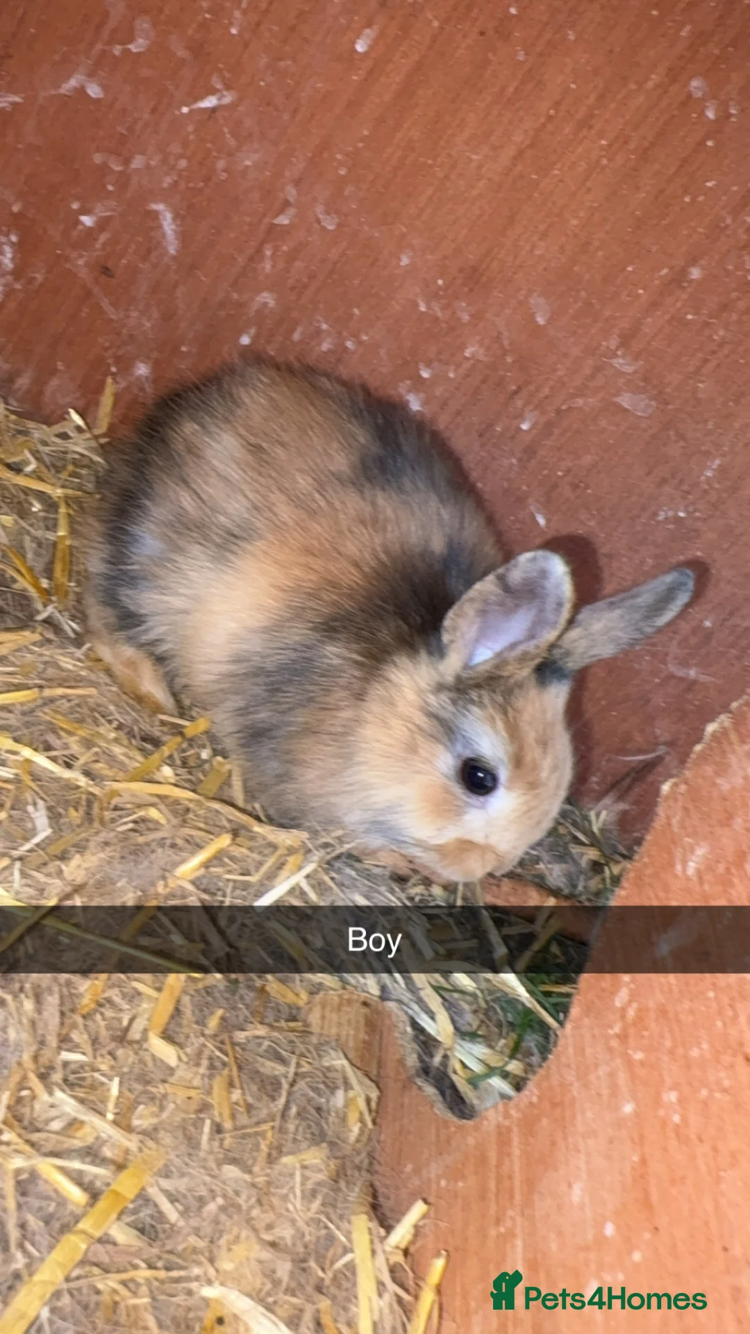 Mixed Breed rabbits for sale: Lion head cross baby’s  - Advert 1