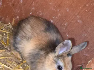 Mixed Breed rabbits Lion head cross baby’s - Advert 1