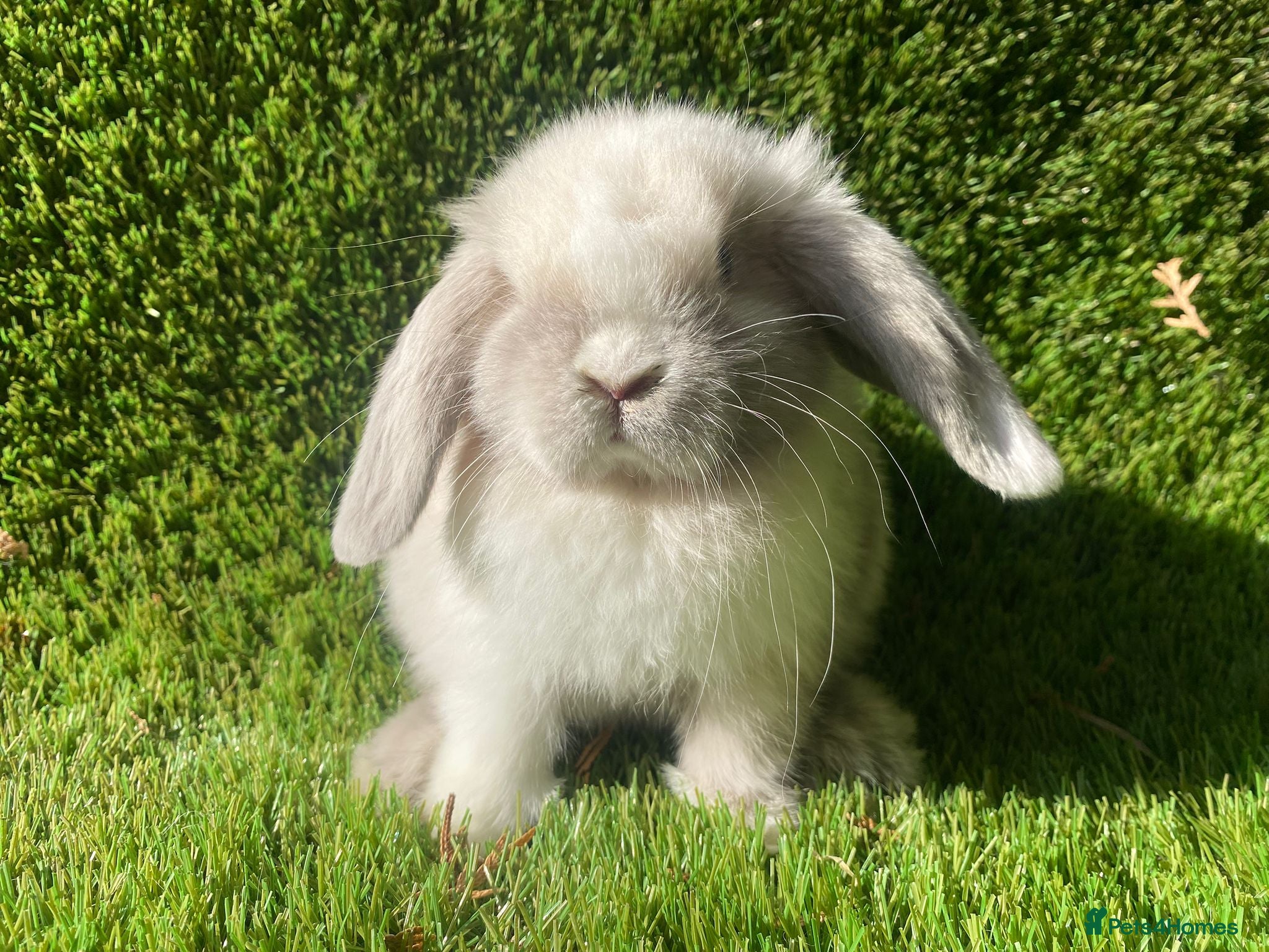 Mini Lion Lop rabbits Mini lops one boy available  - Advert 6