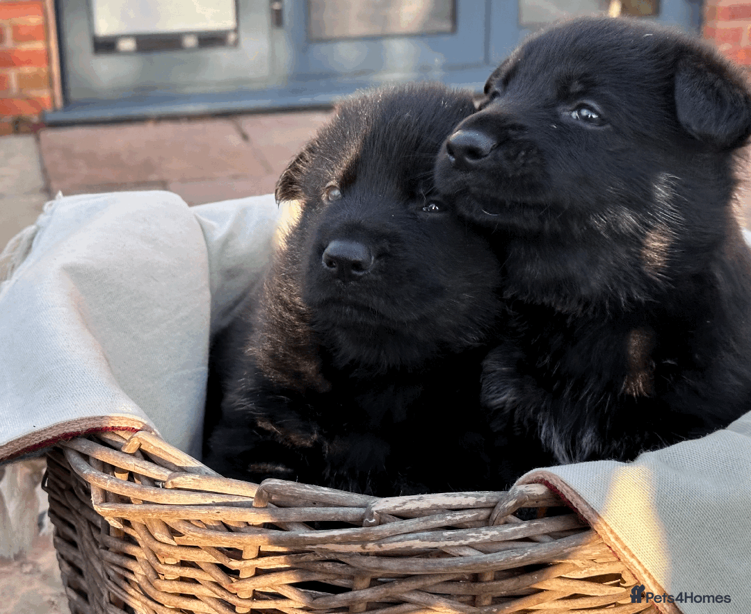 German Shepherd dogs for sale: FIVE EXCLUSIVE GSD PUPS, HOME RARED AND BRED. - Advert 14