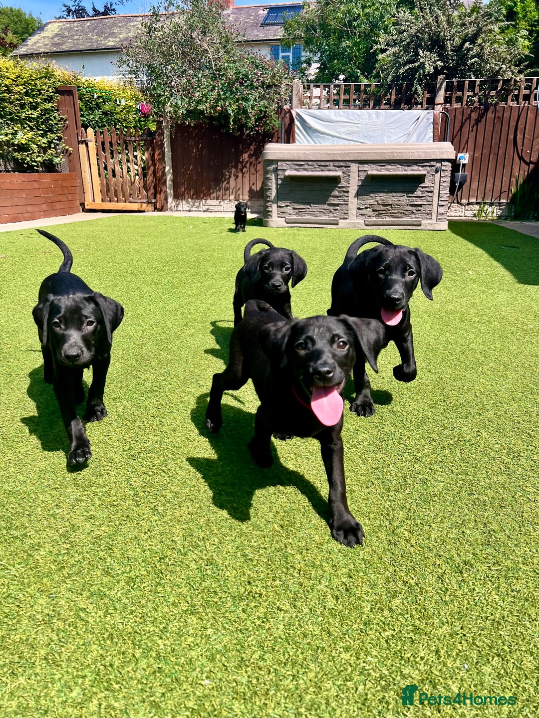 Labrador Retriever dogs for sale: Stunning litter of Black Labrador puppies  in Lydbury North - Image 16