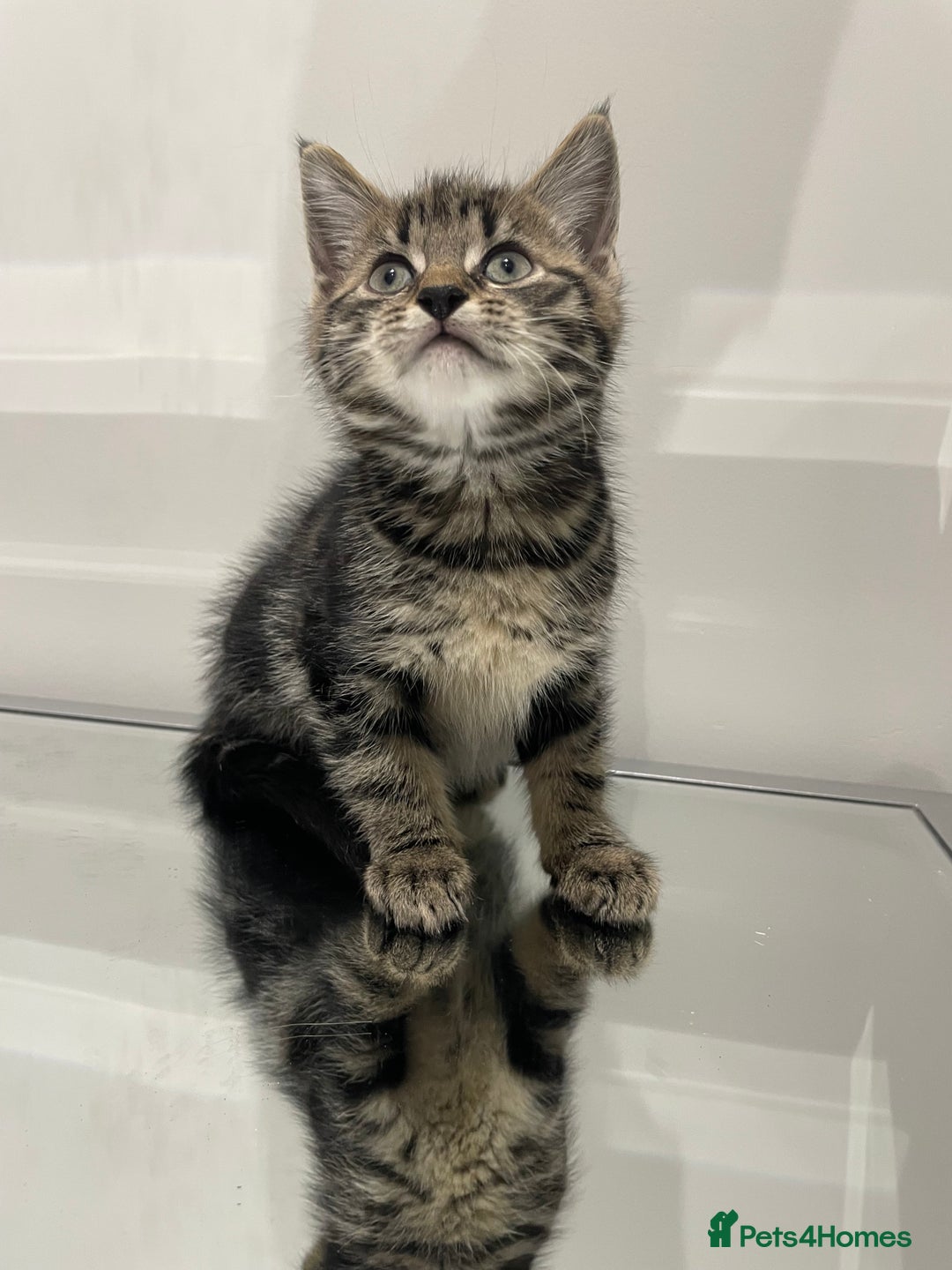 Mixed Breed cats for sale: Beautiful kittens ready to go now  - Advert 3