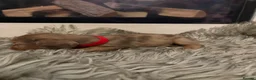 Dachshund dogs for sale: 7 Beautiful Dachshund Puppies - Advert 16