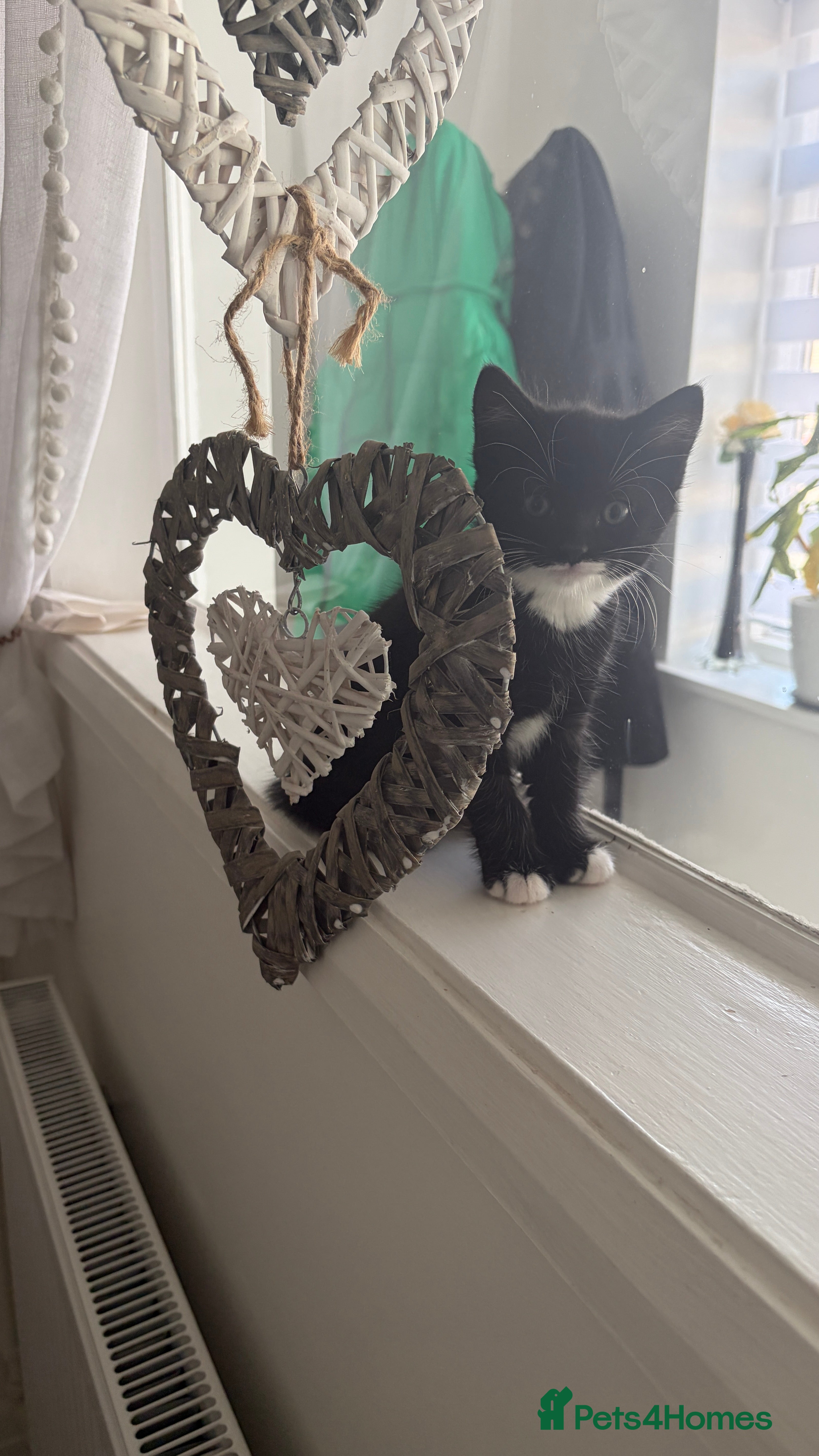American Shorthair cats 3 Girls 1 Boy - Advert 13
