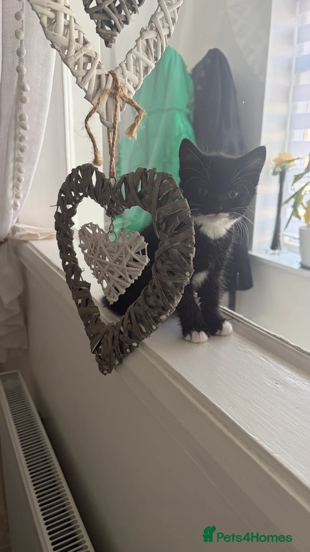 American Shorthair cats for sale: 3 Girls 1 Boy - Advert 1