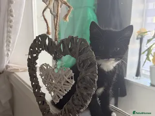 American Shorthair cats 3 Girls 1 Boy - Advert 13