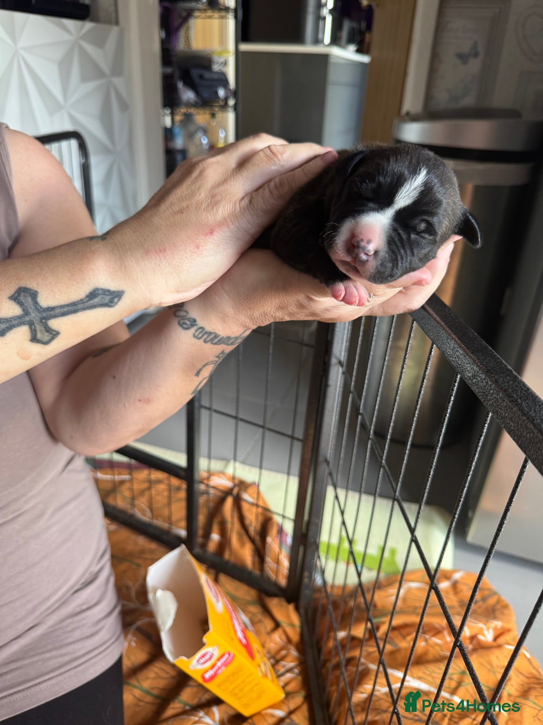 Staffordshire Bull Terrier dogs for sale: Staffordshire bull terrier puppies  - Image 6