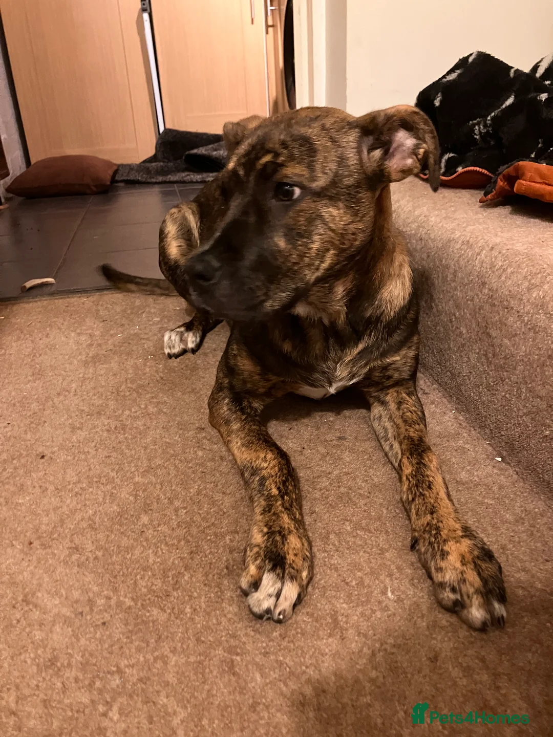 Mixed Breed dogs for sale: Staffy x mastiff - Advert 2