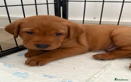 Labrador Retriever dogs for sale: KC Red fox Labrador retrievers  - Image 14