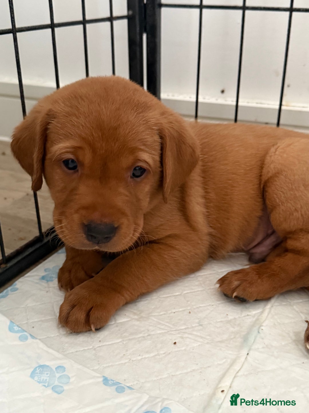 Labrador Retriever dogs for sale: KC Red fox Labrador retrievers  - Image 14