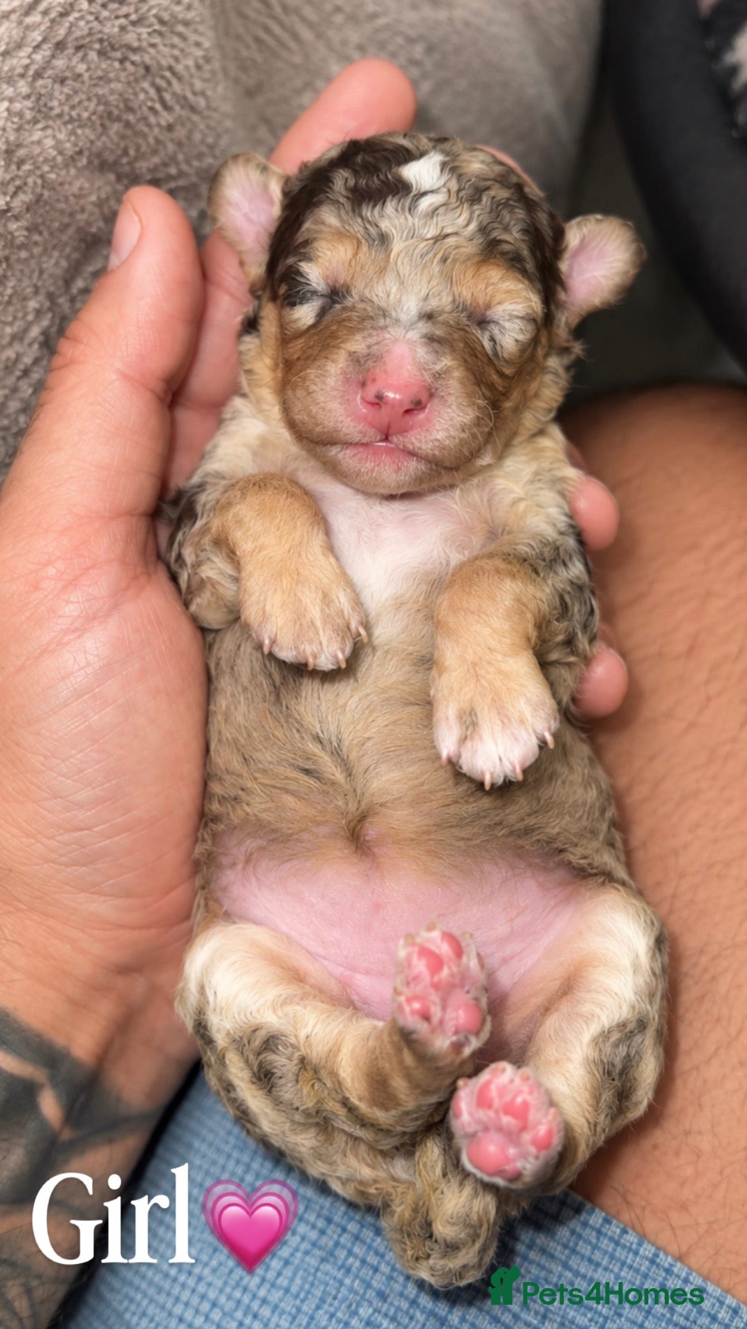 Toy Poodle dogs 🍫 CHOCOLATE PHANTOM MERLE (Tan Pointed) 🍫🐩 - Advert 2