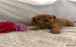 Cavalier King Charles Spaniel dogs for sale: KC REG, HEART, EYE AND DNA TESTED PARENTS - Image 27
