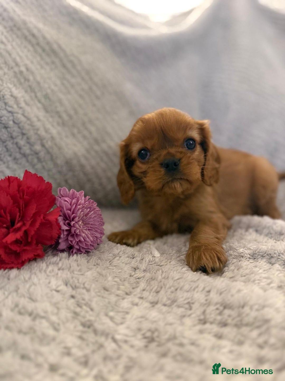 Cavalier King Charles Spaniel dogs for sale: KC REG, HEART, EYE AND DNA TESTED PARENTS - Image 27