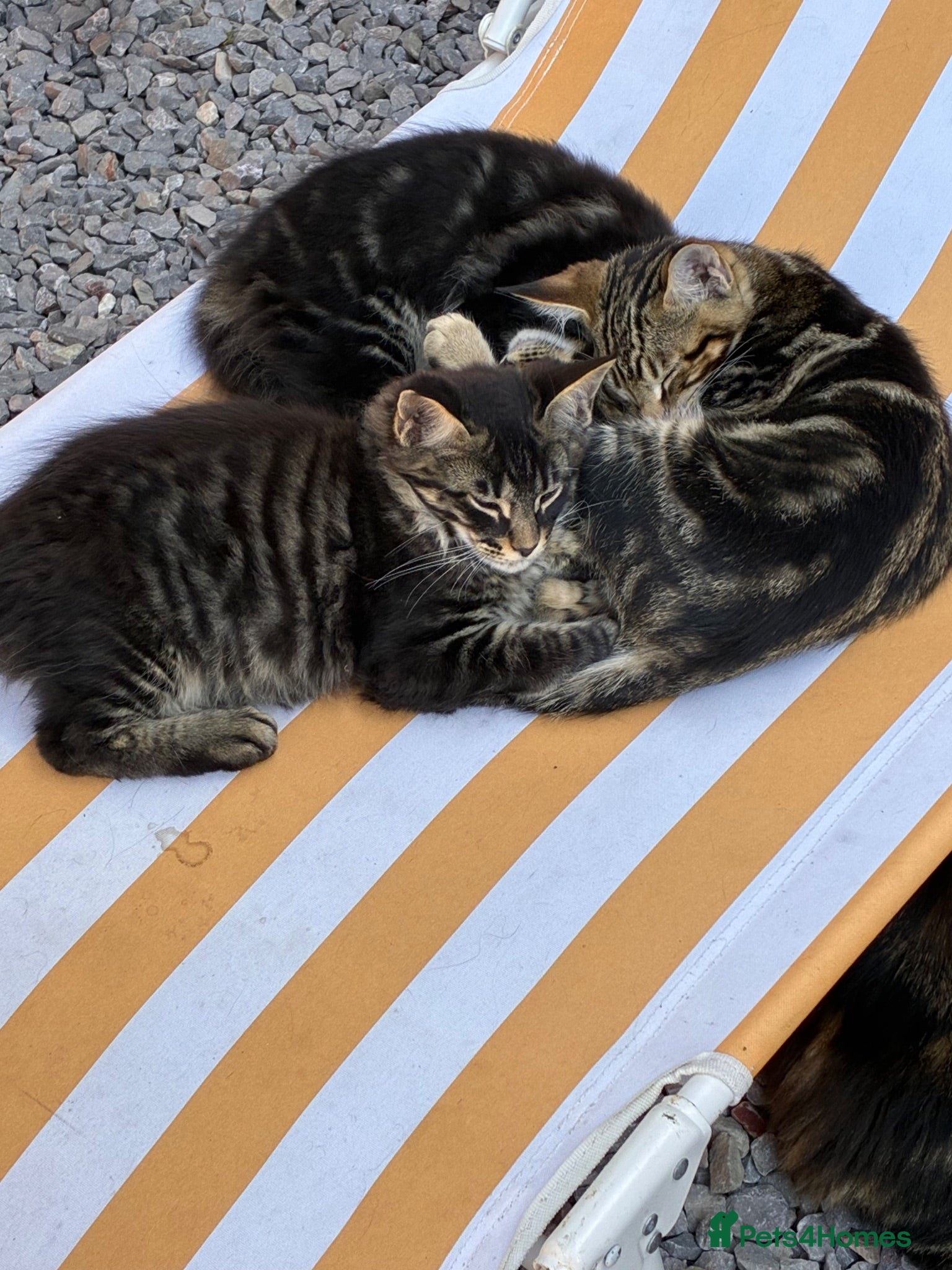 Maine Coon cats Stuning Maine Coone kittens - Advert 2