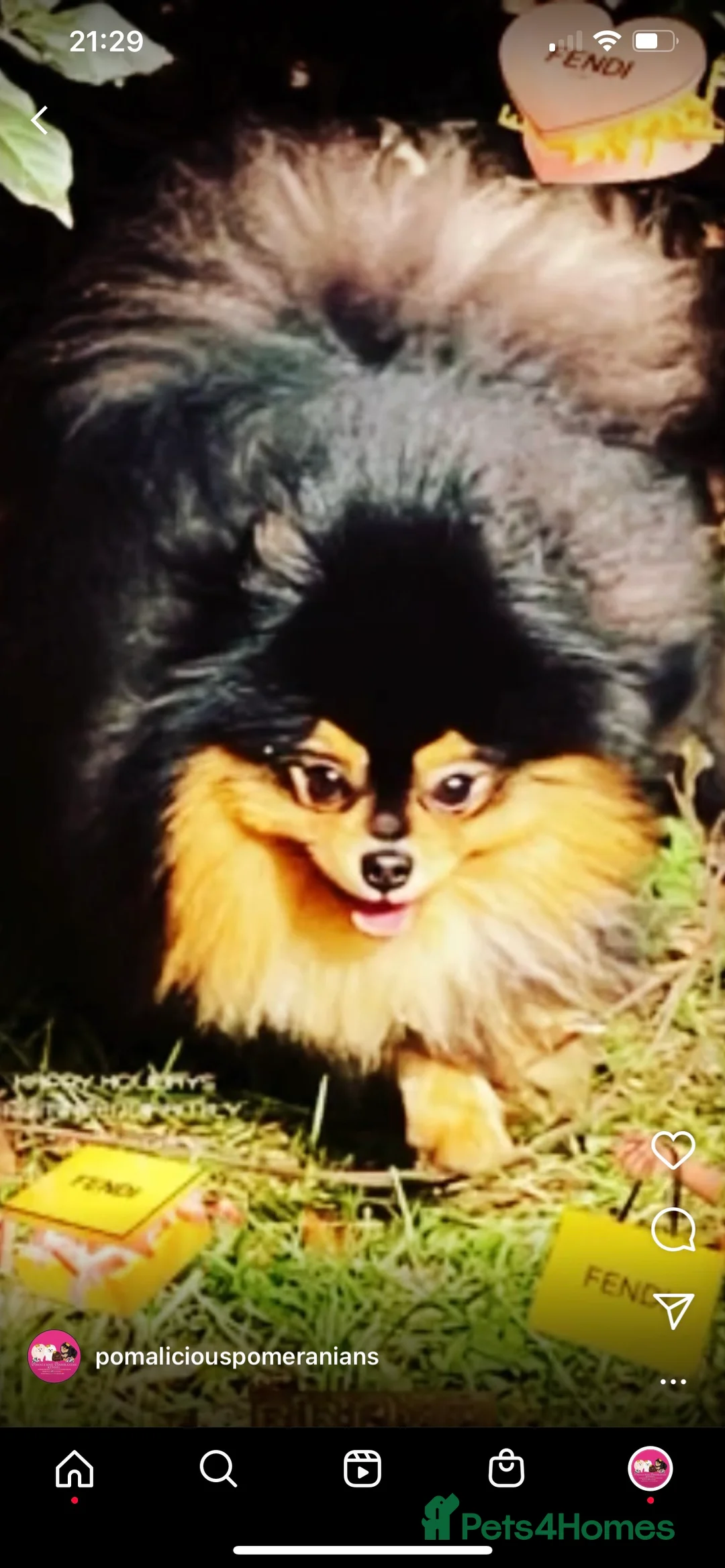 Pomeranian dogs for stud: STUNNING FENDI OPEN AT STUD 🏆CHAMPION SIRED🏆 in Grays - Advert 22