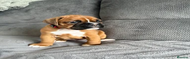 Boxer 2