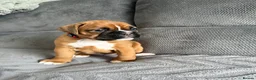 Boxer dogs for sale: Gorgeous classic boxers  in Newcastle - Advert 15
