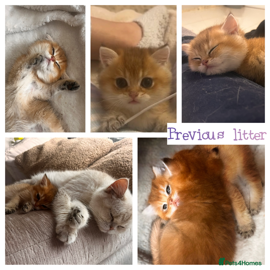 British Shorthair cats for stud: PLEASE READ! Golden BSH with Championship lines in London - Advert 10