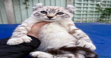 Savannah cats - Advert 2